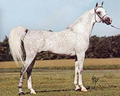 Shaikh Al Badi ( *Morafic x *Bint Maisa El Saghira++ )
